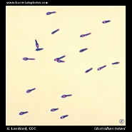 clostridium tetani
